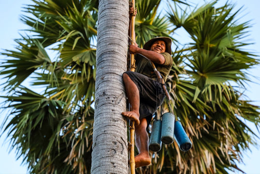 Palm Sugar Powder