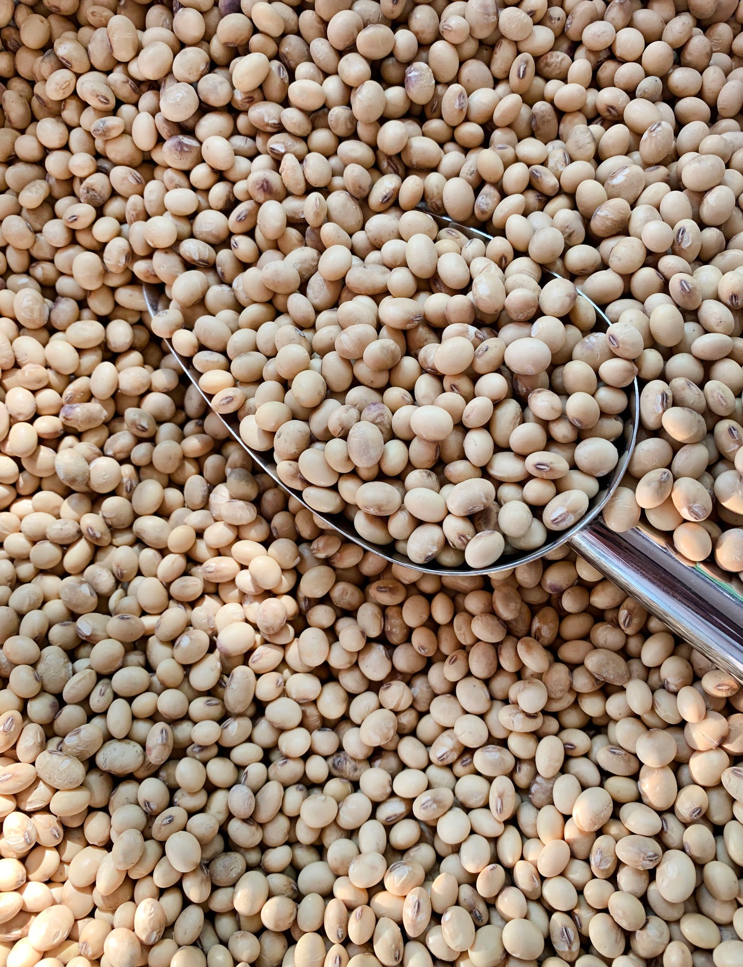 Soybeans