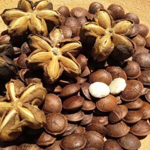 sacha-inchi-roasted-%e1%9e%82%e1%9f%92%e1%9e%9a%e1%9e%b6%e1%9e%94%e1%9f%8b%e1%9e%9f%e1%9e%8e%e1%9f%92%e1%9e%8a%e1%9f%82%e1%9e%80%e1%9e%95%e1%9f%92%e1%9e%80%e1%9e%b6%e1%9e%99%e1%9e%9b%e1%9e%b8