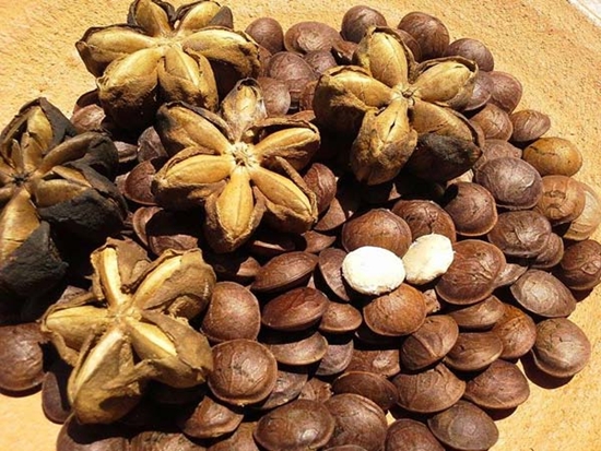 sacha-inchi-roasted-%e1%9e%82%e1%9f%92%e1%9e%9a%e1%9e%b6%e1%9e%94%e1%9f%8b%e1%9e%9f%e1%9e%8e%e1%9f%92%e1%9e%8a%e1%9f%82%e1%9e%80%e1%9e%95%e1%9f%92%e1%9e%80%e1%9e%b6%e1%9e%99%e1%9e%9b%e1%9e%b8